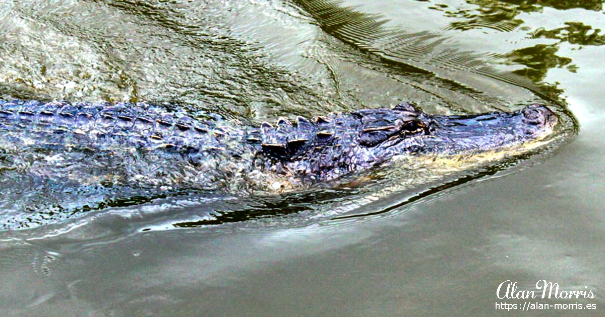 Alligator in the Atchafalaya basin swamp.